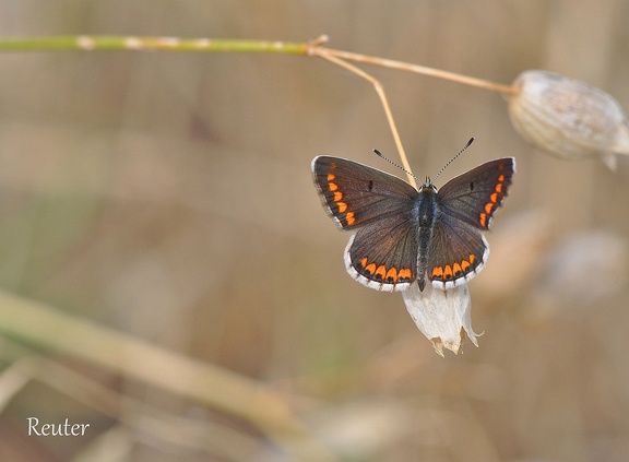 Kleiner Sonnenröschen-Bläuling (Aricia agestis)